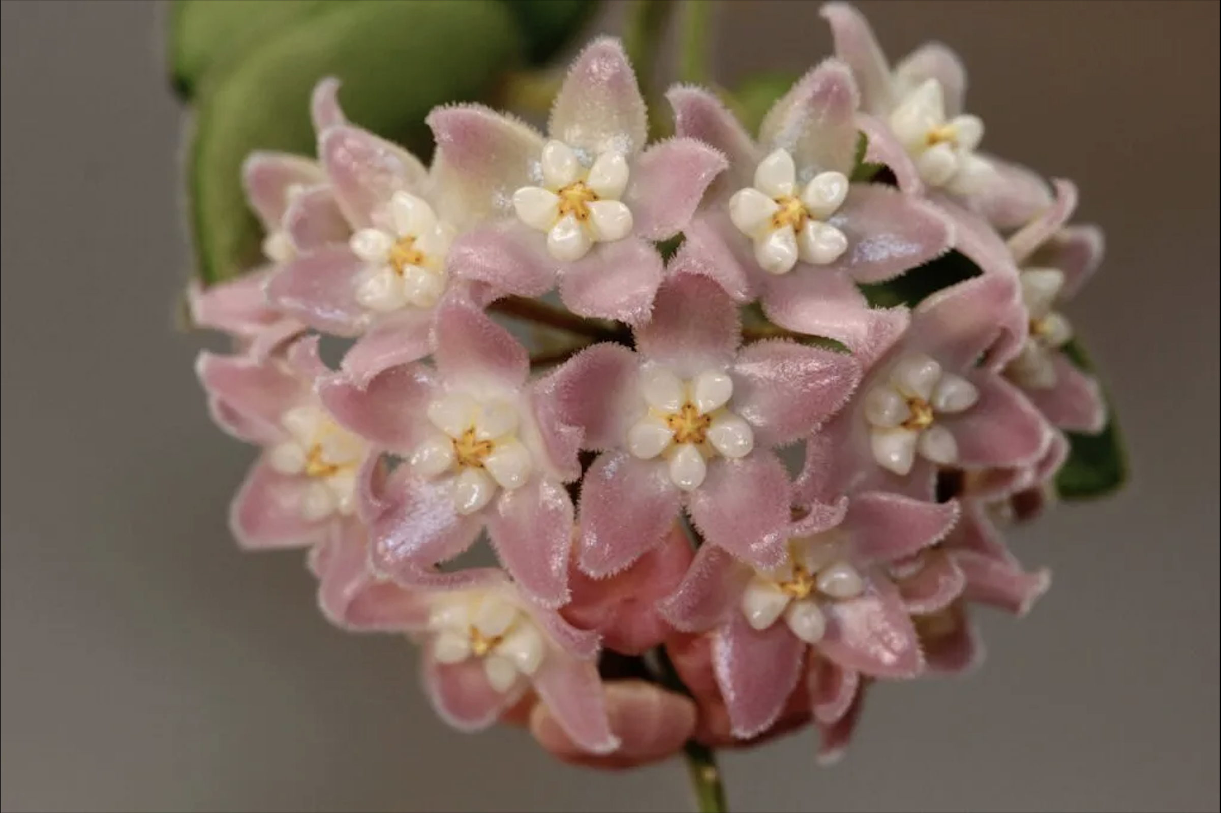 Hoya aff. thomsonii pink | unrooted cutting